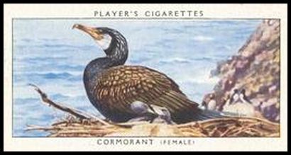 7 Cormorant
